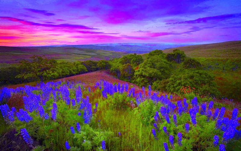 Purple Wildflowers in Field — Dramatic, Sunset, Photograph, Trees