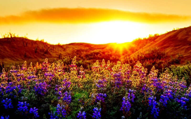 Purple Wildflowers in Field — Dramatic, Sunset