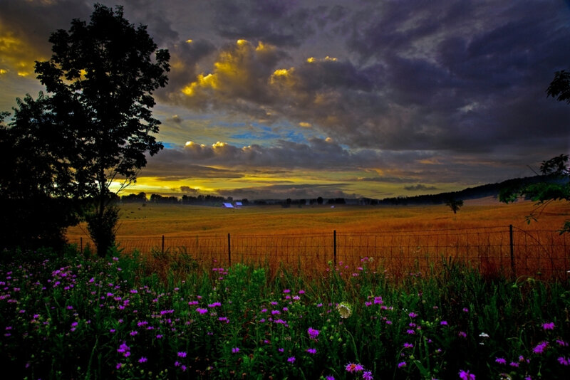 Purple Wildflowers in Field — Dramatic