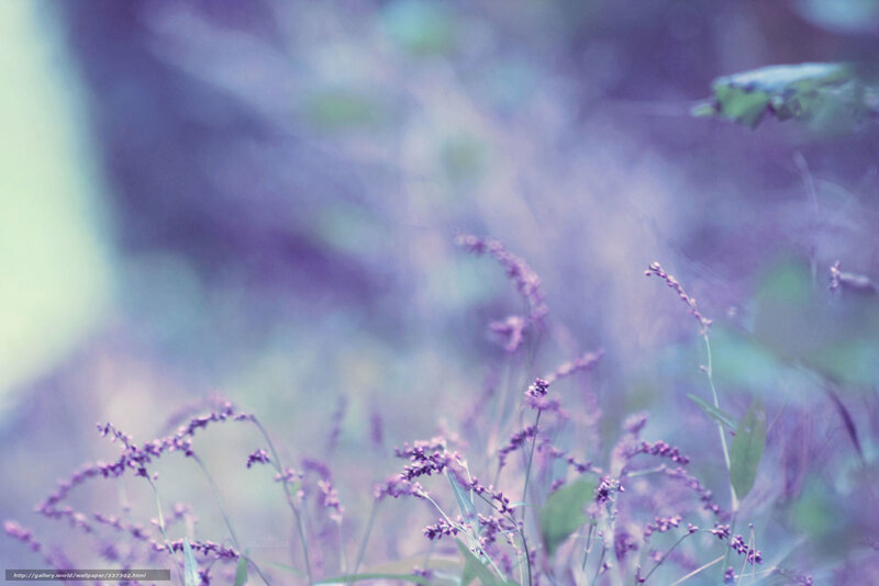 Purple Wildflowers in Field — Dreamy