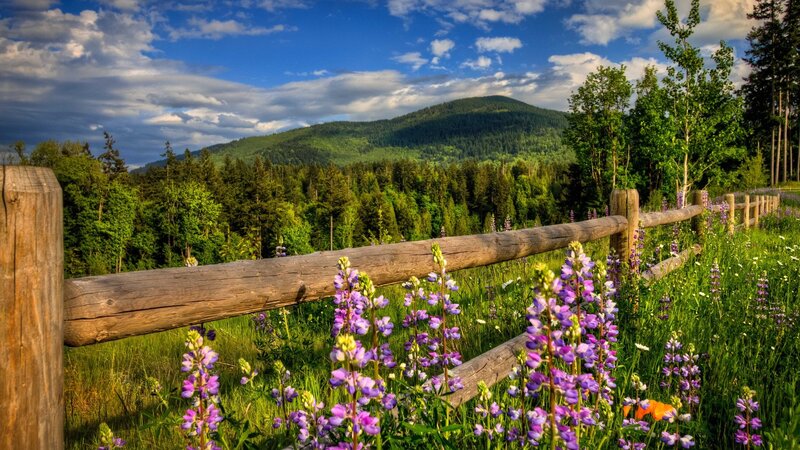 Purple Wildflowers in Field — Green, Afternoon