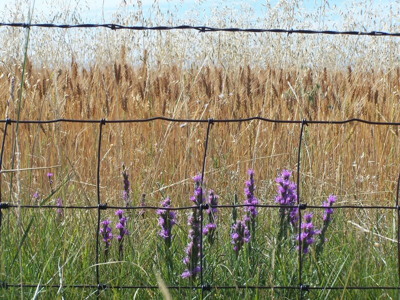Purple Wildflowers in Field — Green, Calm