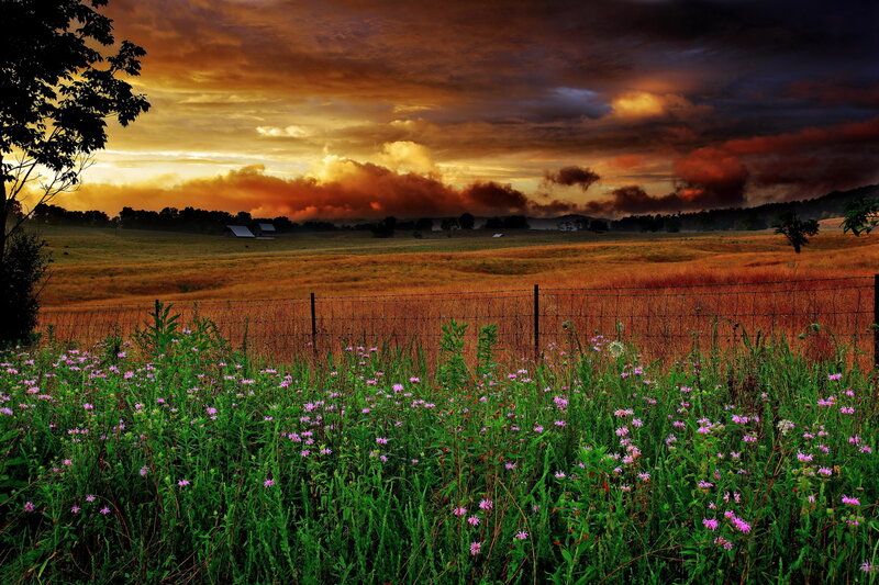 Purple Wildflowers in Field — Green, Dramatic