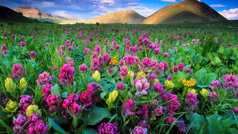 Purple Wildflowers in Field — Green, Serene, Afternoon, Photograph, Mountains