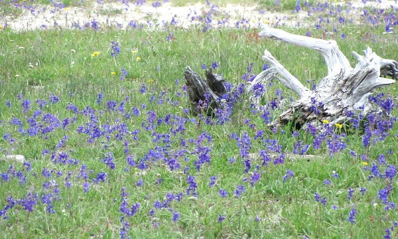 Purple Wildflowers in Field — Green, Serene, Spring