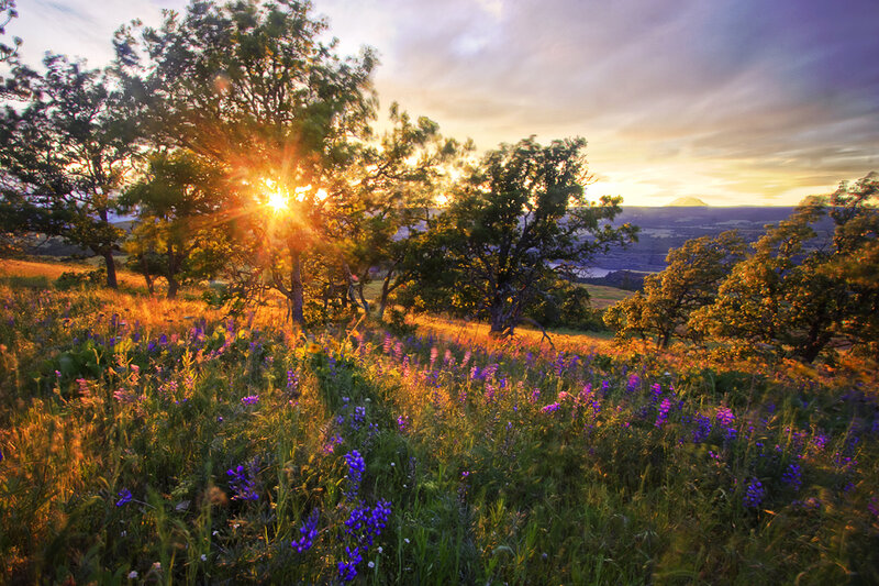 Purple Wildflowers in Field — Green, Serene, Sunrise