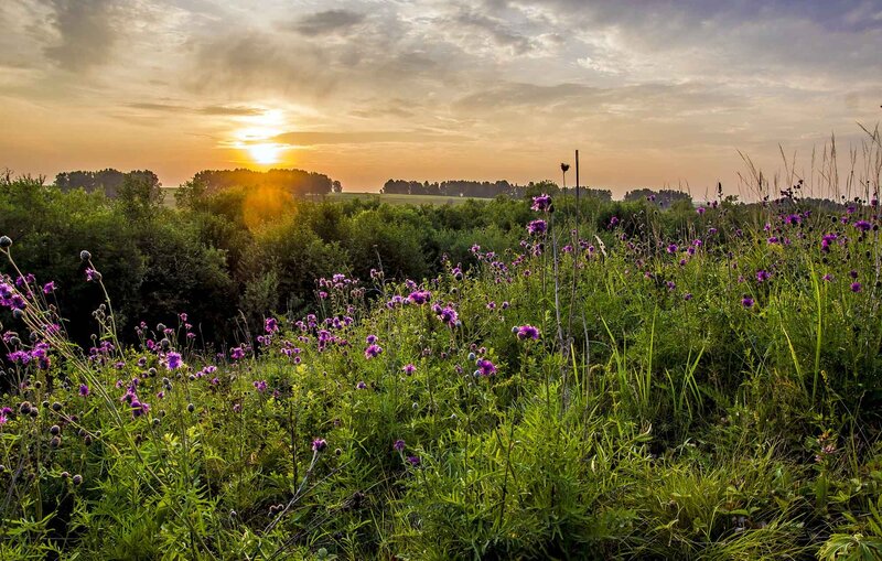 Purple Wildflowers in Field — Green, Serene, Sunset