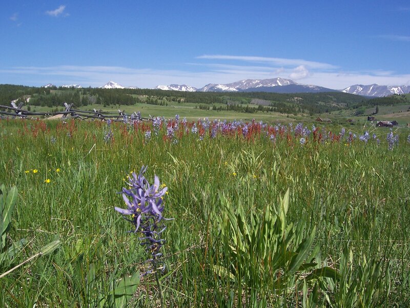 Purple Wildflowers in Field — Green, Serene