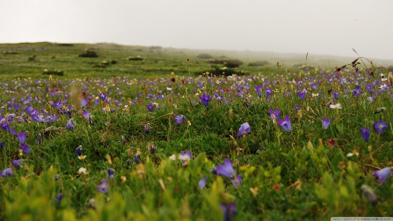 Purple Wildflowers in Field — Misty