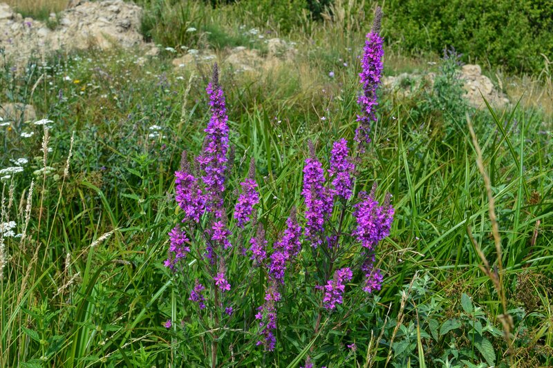 Purple Wildflowers in Field — Natural, Summer