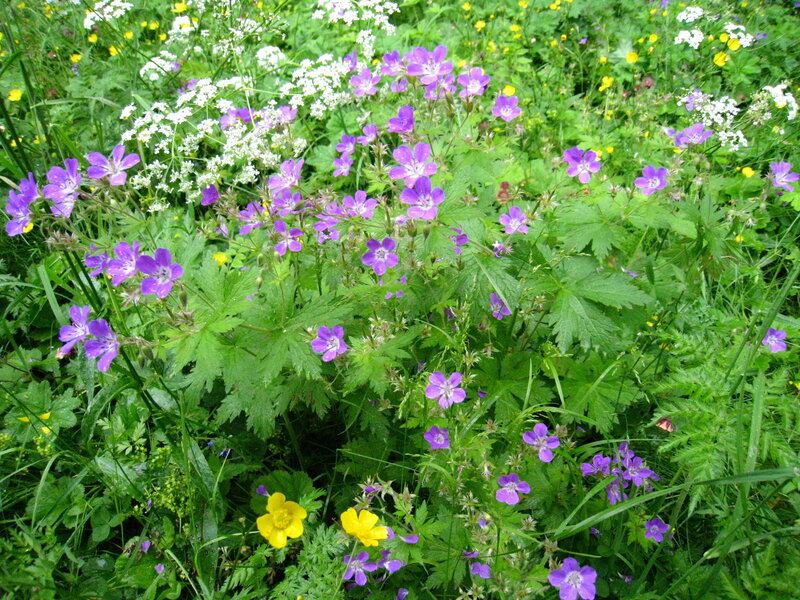 Purple Wildflowers in Field — Natural