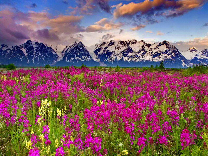 Purple Wildflowers in Field — Pink, Dramatic