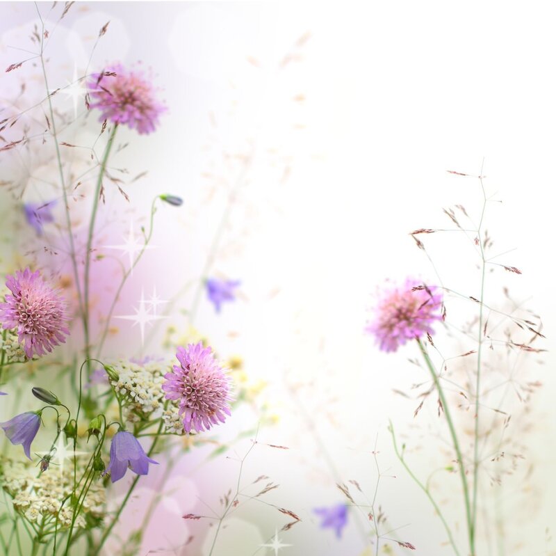 Purple Wildflowers in Field — Pink, Serene, Spring