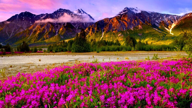 Purple Wildflowers in Field — Pink, Serene, Sunset