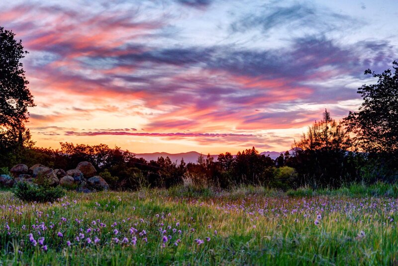 Purple Wildflowers in Field — Pink, Serene