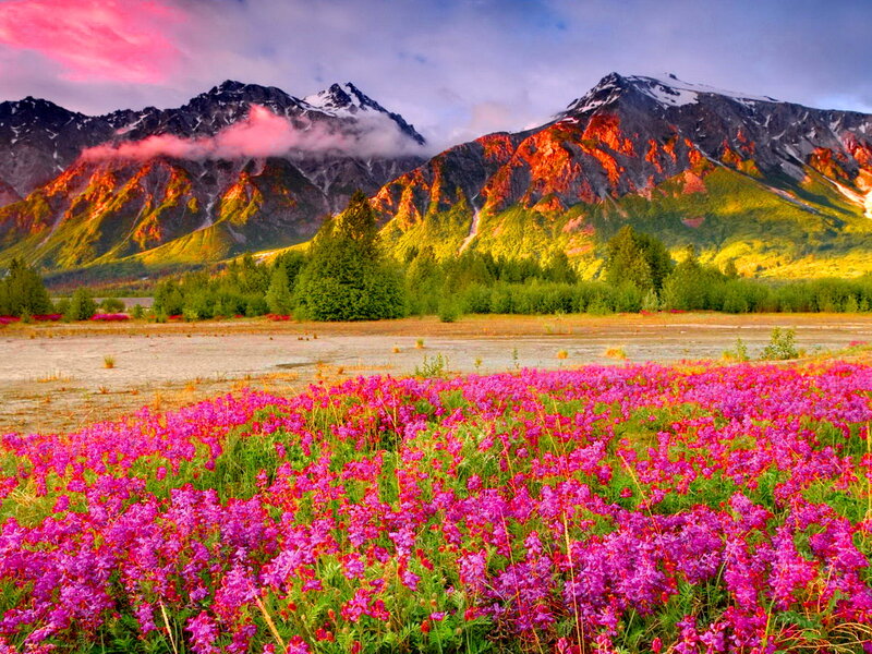 Purple Wildflowers in Field — Pink