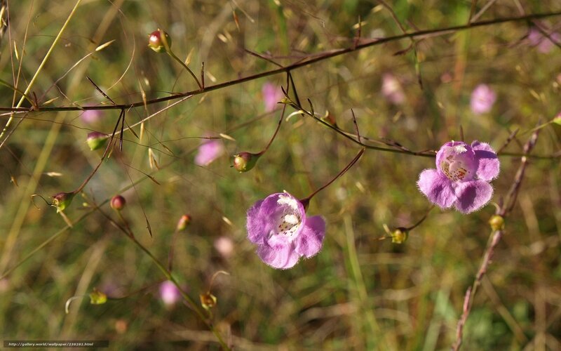 Purple Wildflowers in Field — Serene, Afternoon, Photograph, Grass