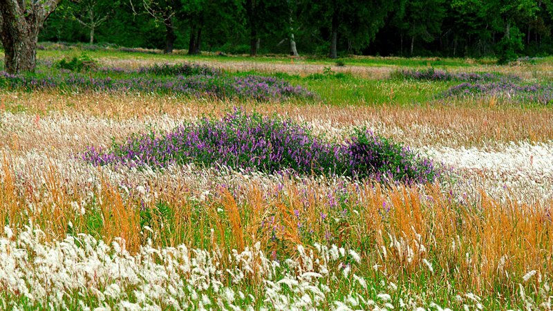 Purple Wildflowers in Field — Serene, Afternoon, Photograph, Grass, Trees