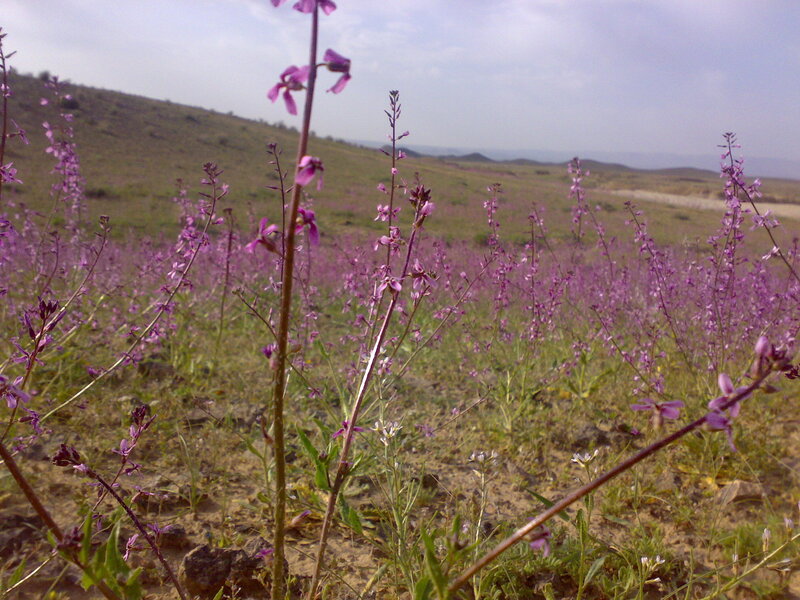 Purple Wildflowers in Field — Serene, Afternoon, Photograph, Hills