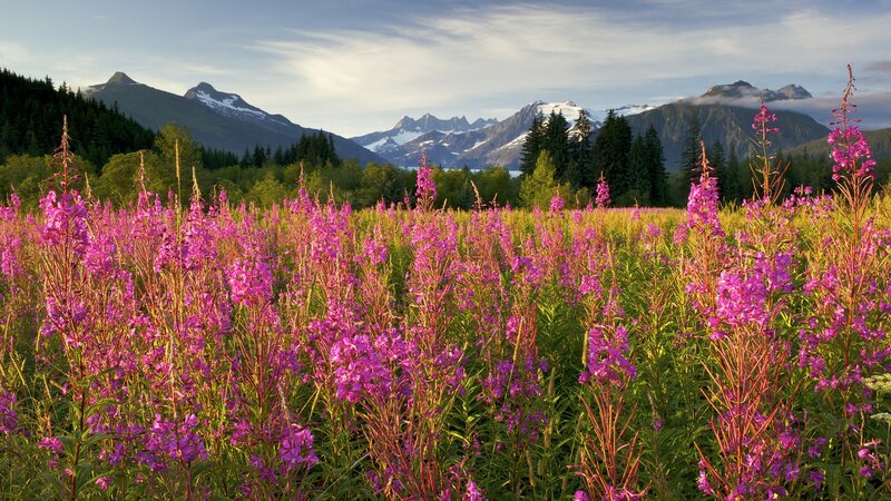 Purple Wildflowers in Field — Serene, Afternoon, Photograph, Mountains, Trees