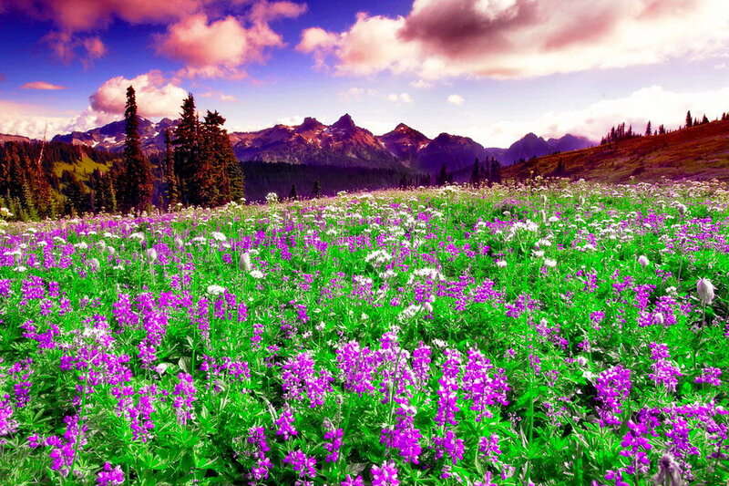 Purple Wildflowers in Field — Serene, Afternoon, Photograph