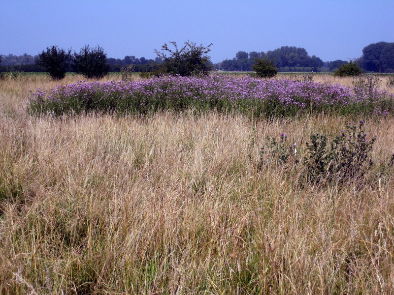 Purple Wildflowers in Field — Serene, Afternoon