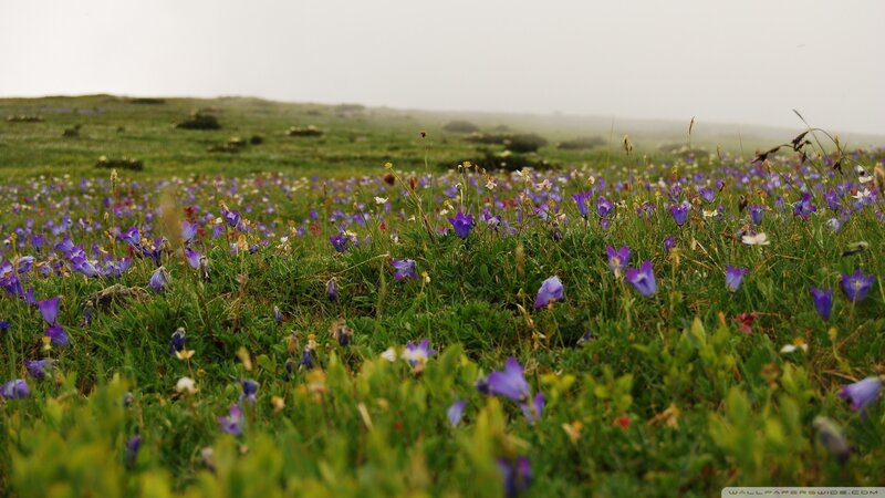 Purple Wildflowers in Field — Serene, Morning, Photograph, Green Grass