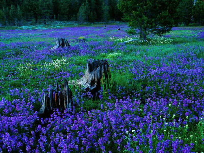 Purple Wildflowers in Field — Serene, Night, Photograph