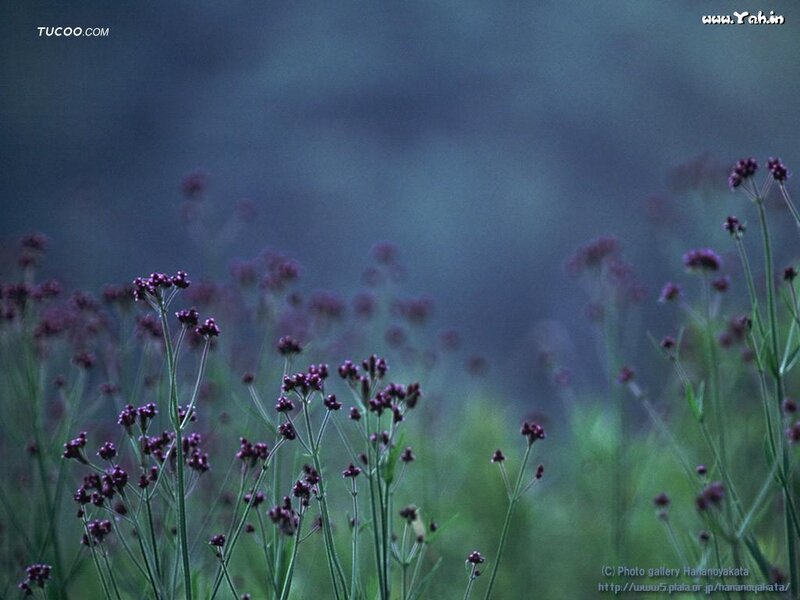 Purple Wildflowers in Field — Serene, Night