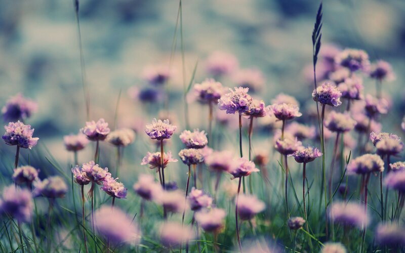 Purple Wildflowers in Field — Serene, Spring, Photograph, Grass, Blurred Background