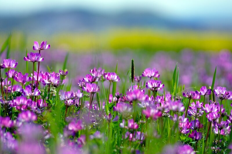 Purple Wildflowers in Field — Serene, Spring, Photograph, Green Grass