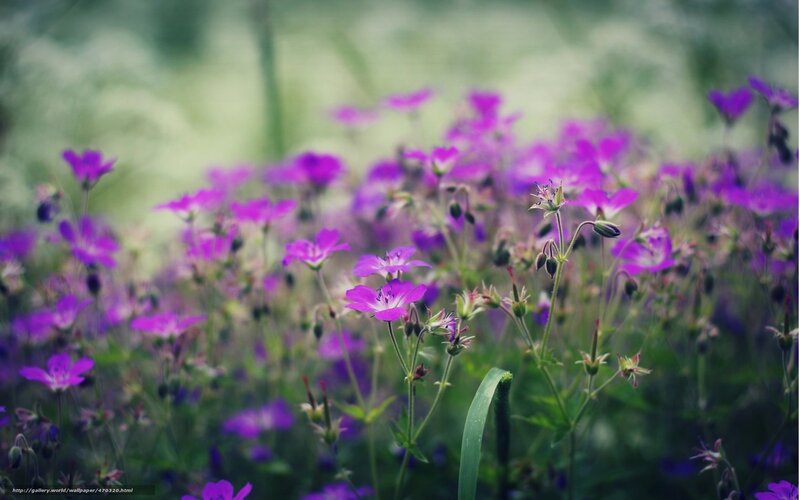 Purple Wildflowers in Field — Serene, Spring, Photograph, Green Stems