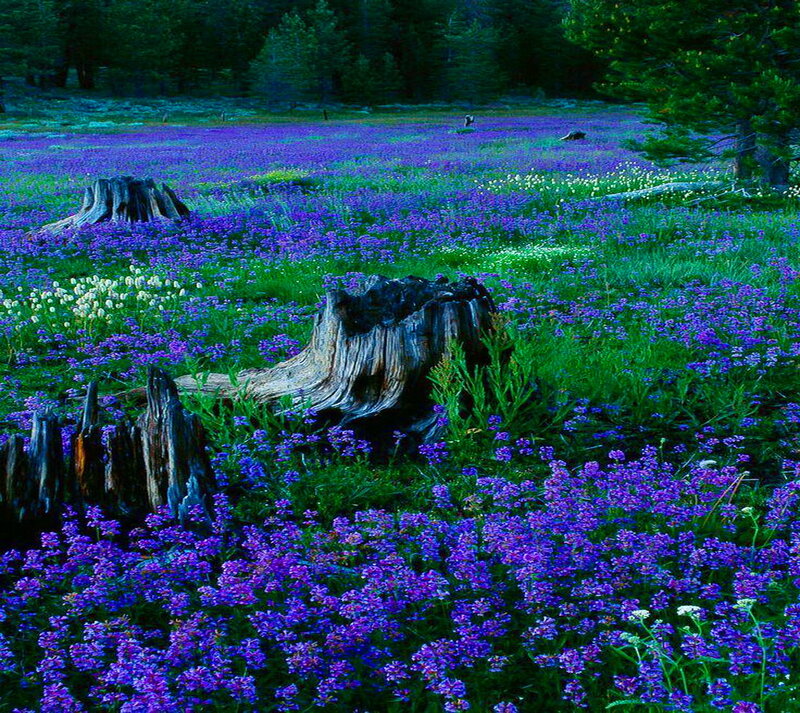 Purple Wildflowers in Field — Serene, Spring, Photograph, Tree Stumps