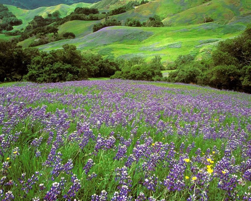 Purple Wildflowers in Field — Serene, Spring