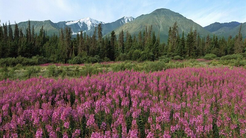 Purple Wildflowers in Field — Serene, Summer, Photograph, Mountains, Forest, Snow