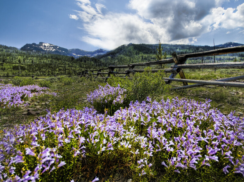 Purple Wildflowers in Field — Serene, Summer, Photograph