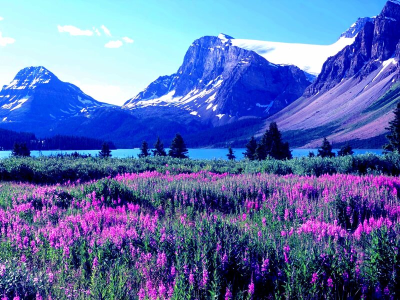 Purple Wildflowers in Field — Serene, Summer