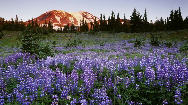 Purple Wildflowers in Field — Serene, Sunrise, Photograph, Mountain