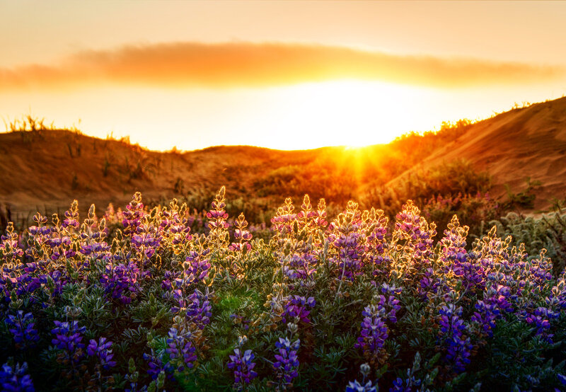Purple Wildflowers in Field — Serene, Sunset, Photograph, Dunes