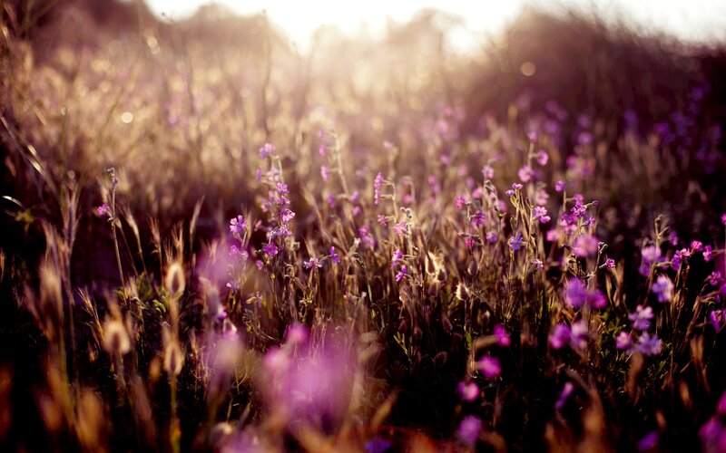 Purple Wildflowers in Field — Serene, Sunset, Photograph, Grass