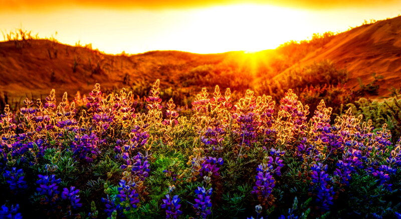 Purple Wildflowers in Field — Serene, Sunset, Photograph, Hills, Sky