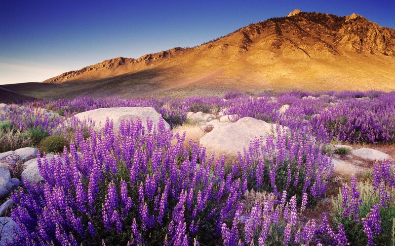 Purple Wildflowers in Field — Serene, Sunset, Photograph, Mountain