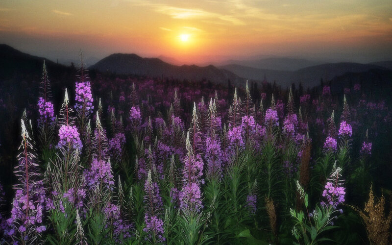 Purple Wildflowers in Field — Serene, Sunset, Photograph, Mountains, Sky
