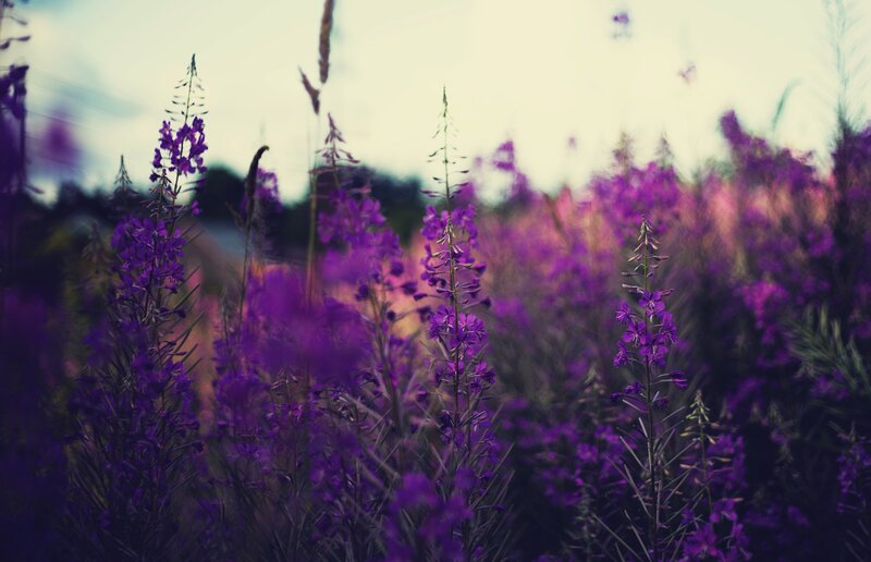 Purple Wildflowers in Field — Serene, Sunset, Photograph, Sky
