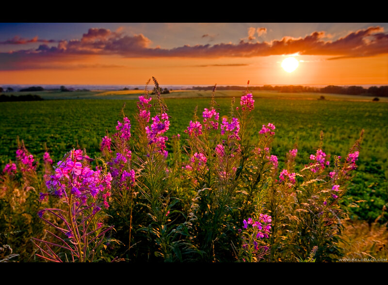 Purple Wildflowers in Field — Serene, Sunset, Photograph, Sun
