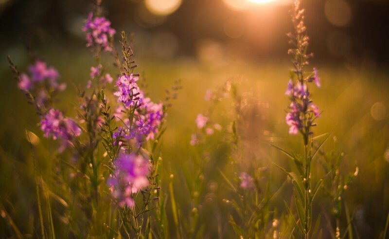 Purple Wildflowers in Field — Serene, Sunset, Photograph, Sunlight