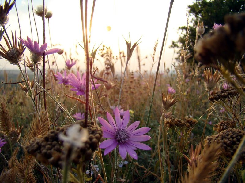 Purple Wildflowers in Field — Serene, Sunset, Photograph