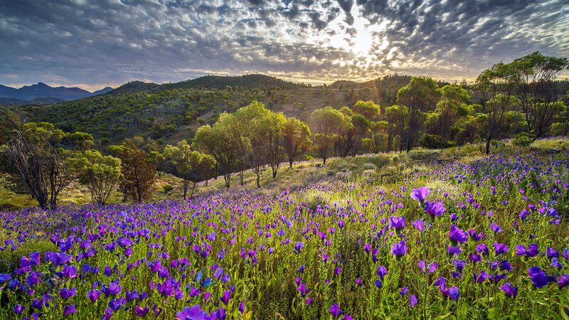 Purple Wildflowers in Field — Serene, Sunset, Photograph, Trees, Hills, Sky