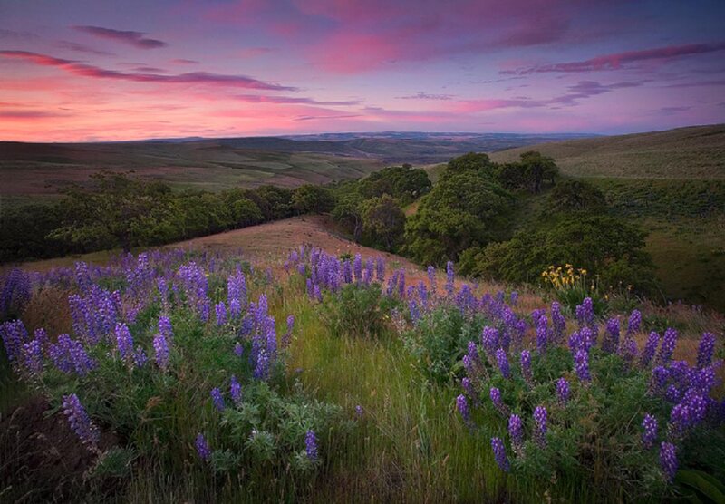 Purple Wildflowers in Field — Serene, Sunset, Photograph, Trees, Hills