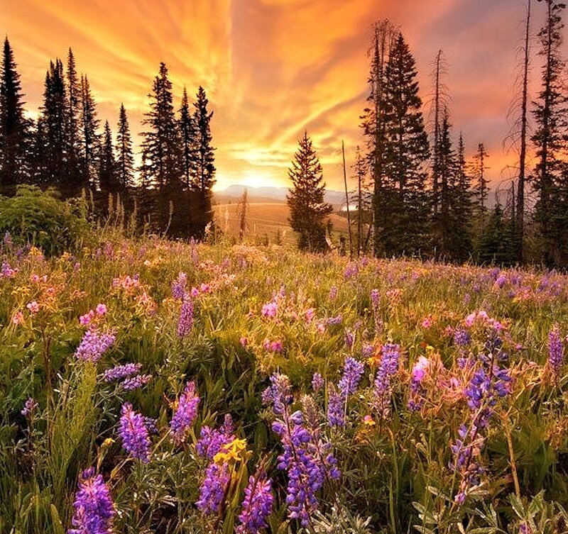 Purple Wildflowers in Field — Serene, Sunset, Photograph, Trees, Sky